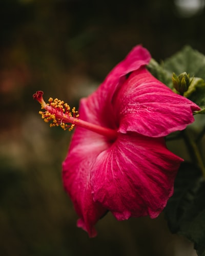 红芙蓉花的选择性聚焦摄影